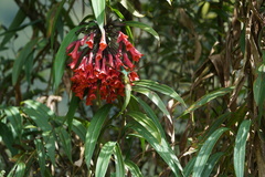 Coeligena bonapartei