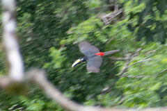 Pteroglossus pluricinctus