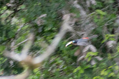 Pteroglossus pluricinctus