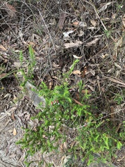 Epacris longiflora