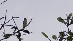 Myiodynastes luteiventris