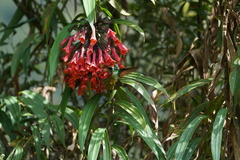 Coeligena bonapartei