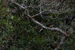 Pteroglossus pluricinctus