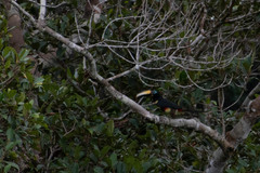 Pteroglossus pluricinctus