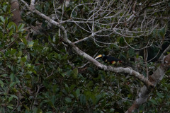 Pteroglossus pluricinctus