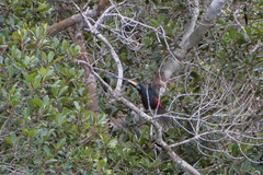 Pteroglossus pluricinctus