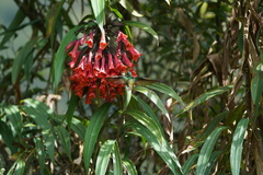 Coeligena bonapartei