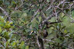 Pteroglossus pluricinctus