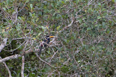 Pteroglossus pluricinctus