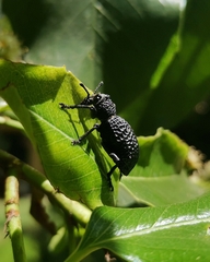 Aegorhinus superciliosus