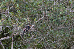 Pteroglossus pluricinctus