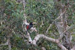 Pteroglossus pluricinctus