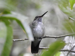Chrysuronia versicolor