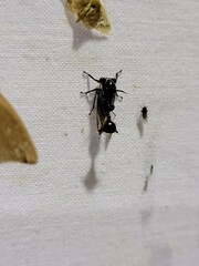 Heteronotus horridus