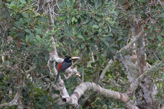 Pteroglossus pluricinctus