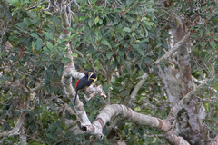 Pteroglossus pluricinctus