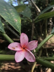 Plumeria