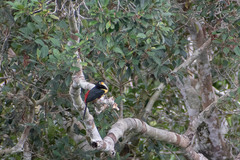 Pteroglossus pluricinctus