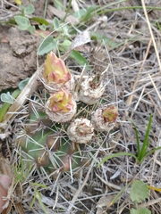 Parodia mammulosa