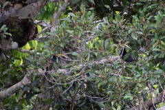 Pteroglossus pluricinctus