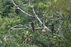 Pteroglossus pluricinctus