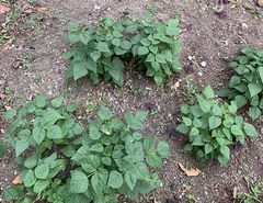 Phaseolus vulgaris