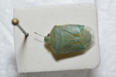 Acrosternum millierei