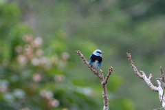 Stilpnia nigrocincta