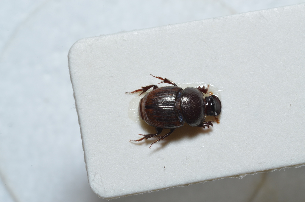 Onthophagus sellatus