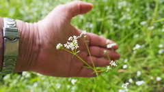 Galium palustre