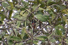 Melanerpes cruentatus
