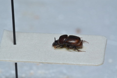Onthophagus sellatus
