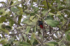 Melanerpes cruentatus