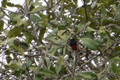 Melanerpes cruentatus