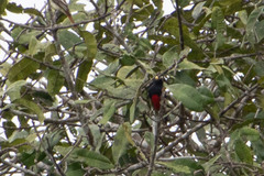 Melanerpes cruentatus