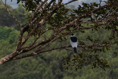 Gymnoderus foetidus