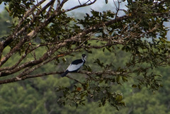 Gymnoderus foetidus