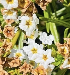 Heliotropium stenophyllum