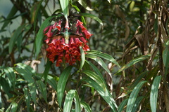 Coeligena bonapartei