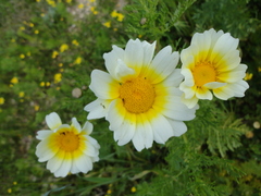 Asteraceae