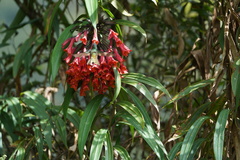 Coeligena bonapartei