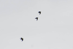 Brotogeris cyanoptera