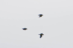 Brotogeris cyanoptera