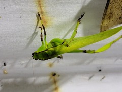 Cnemidophyllum lineatum