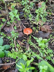 Leratiomyces ceres