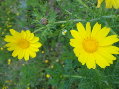 Asteraceae