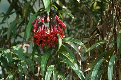 Coeligena bonapartei