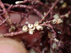 Spirorbis corallinae