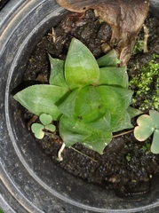 Haworthia cymbiformis