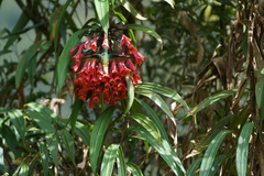 Coeligena bonapartei